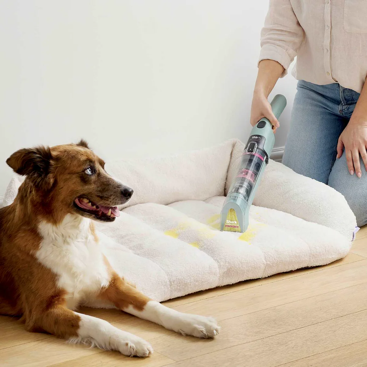 Refreshing a dog bed while the dog watches